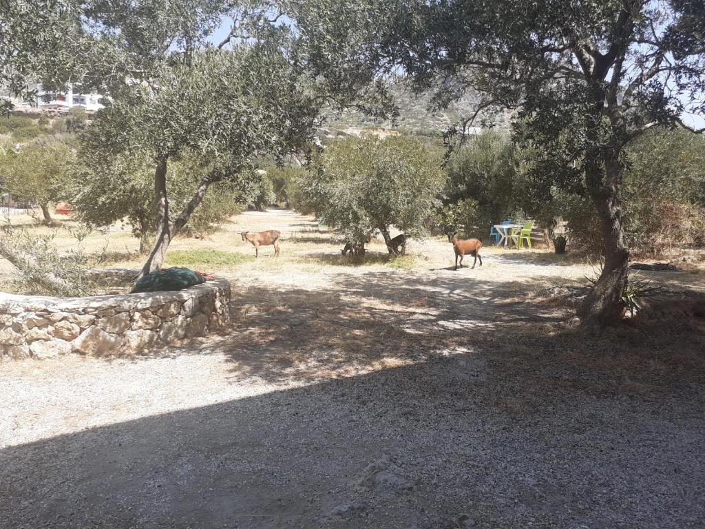 two horses standing in a field with trees at Kampos Rooms in Palaiochora