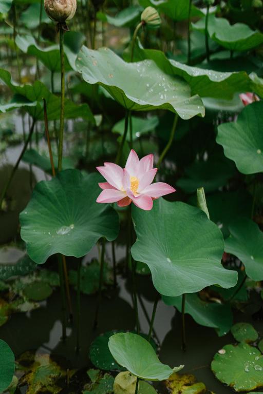 a pink water lily in a pond with lily pads at Yeh Pulu House in Ubud
