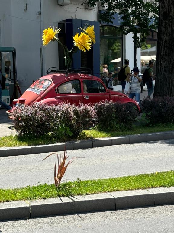 AVA Studio Sinaia - Resim 29