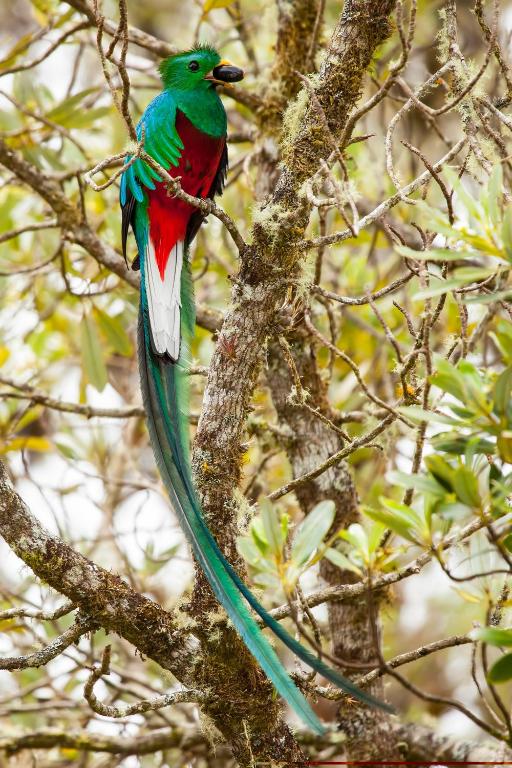 Fotografie z fotogalerie ubytování Paraíso Quetzal Lodge v destinaci Tres de Junio