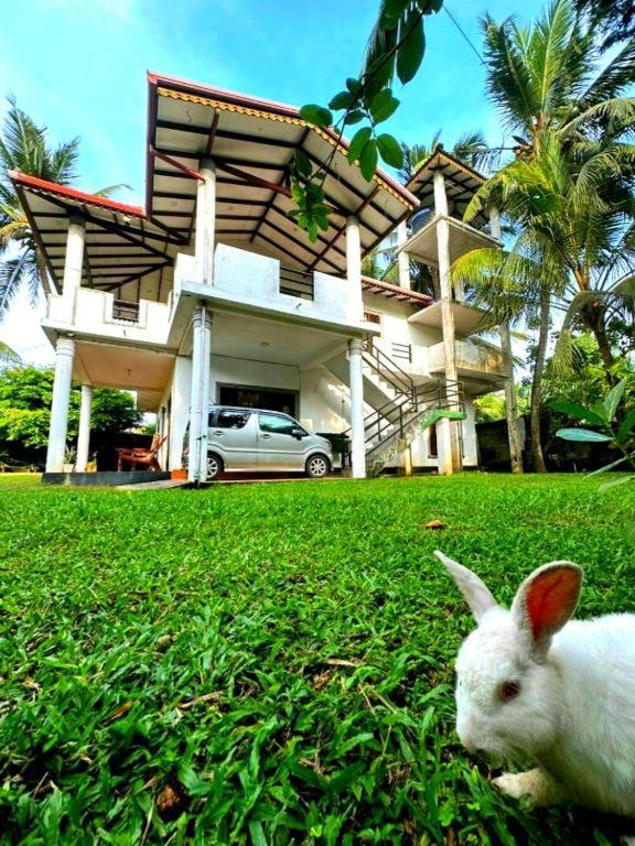 a white rabbit sitting in the grass in front of a house at Royal beach villa in Unawatuna