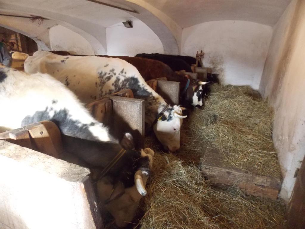 Zvířata v apartmánu nebo okolí