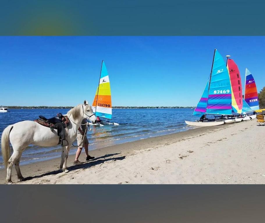 a white horse standing on the beach with sailboats at Escape and relax ,Walk to the Beach in East Greenwich