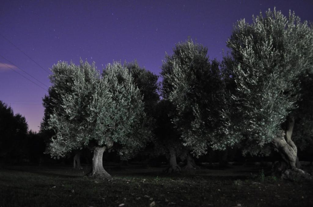 Fotografie z fotogalerie ubytování Masseria Costanza v destinaci Putignano