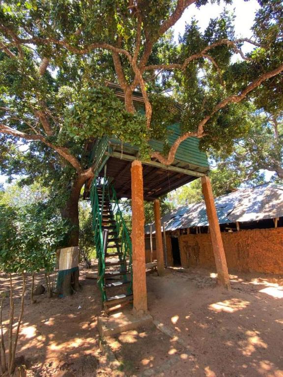 una casa en un árbol con una escalera en un árbol en Yala Wild Tree House, en Hambantota