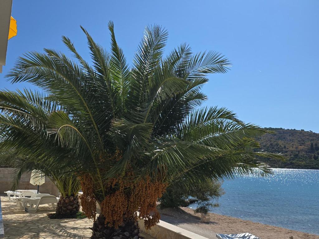 a palm tree on the beach next to the water at VILA KIKA in Rogoznica