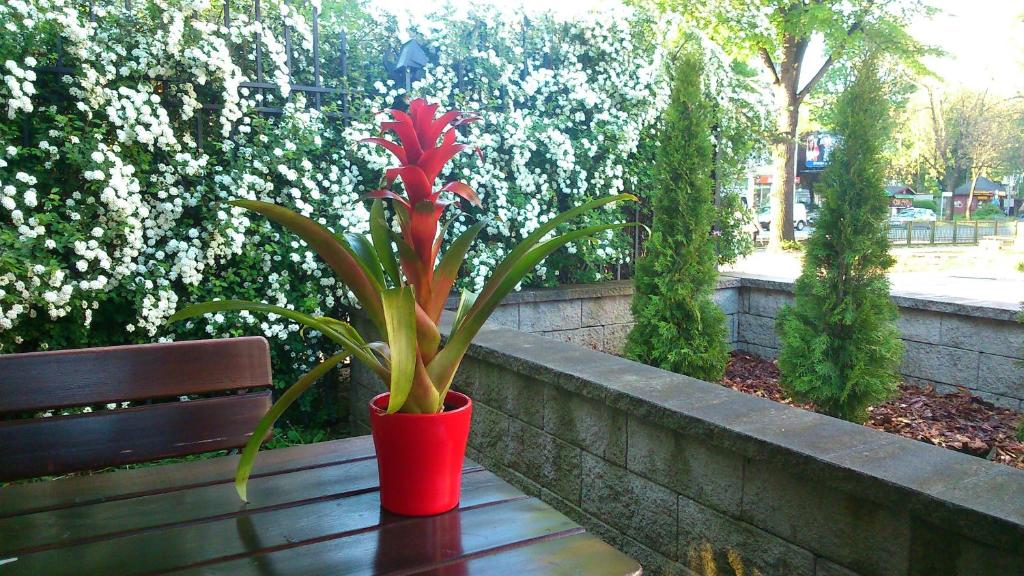 Vonkajšia záhrada v ubytovaní Villa Lido