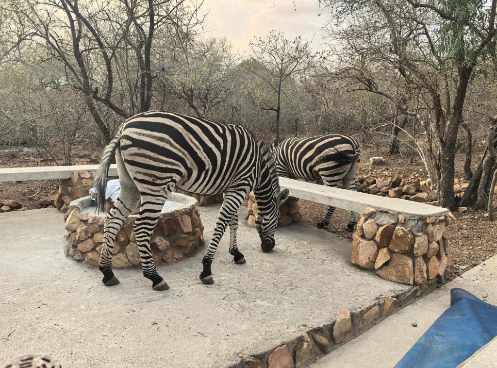 two zebras eating food from a trough in a zoo at Sonador Bush House, 4bedr, 3bathr in Marloth Park in Marloth Park