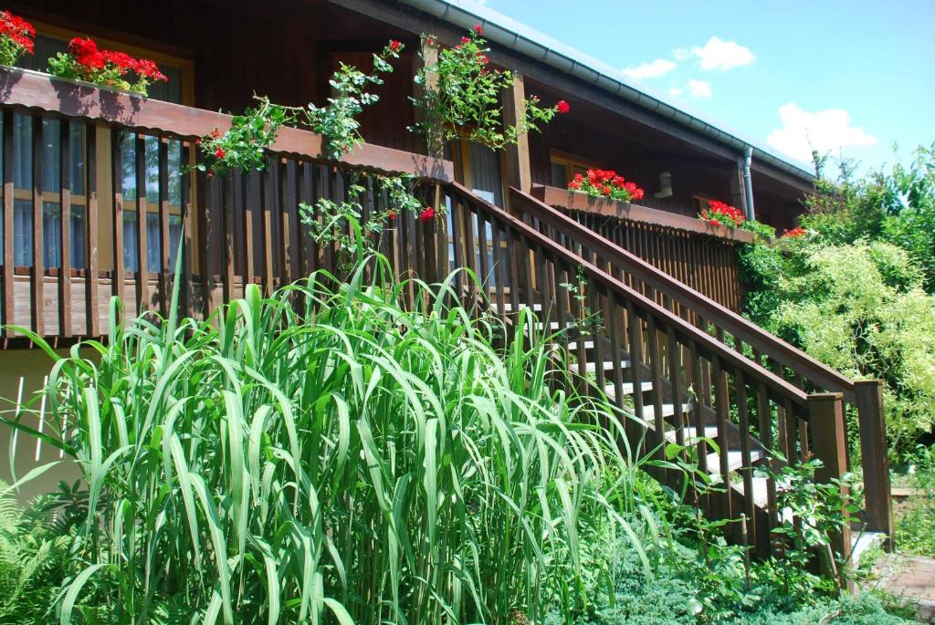 Zahrada ubytování Schneiderlein Hotel
