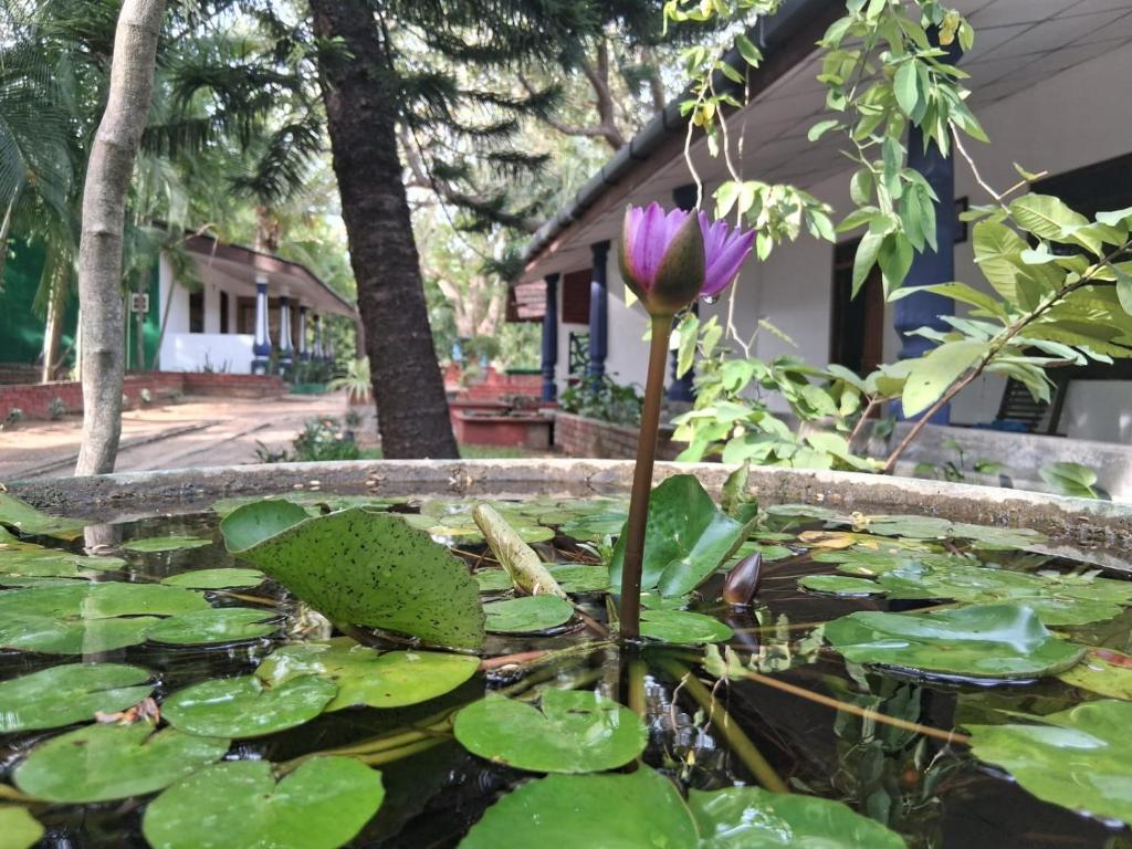 a purple flower in a pond with lily pads at Eco Nature Lodge - Habarana in Moragaswewa