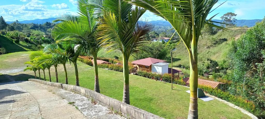 a row of palm trees next to a road at Villas Julieta in El Peñol