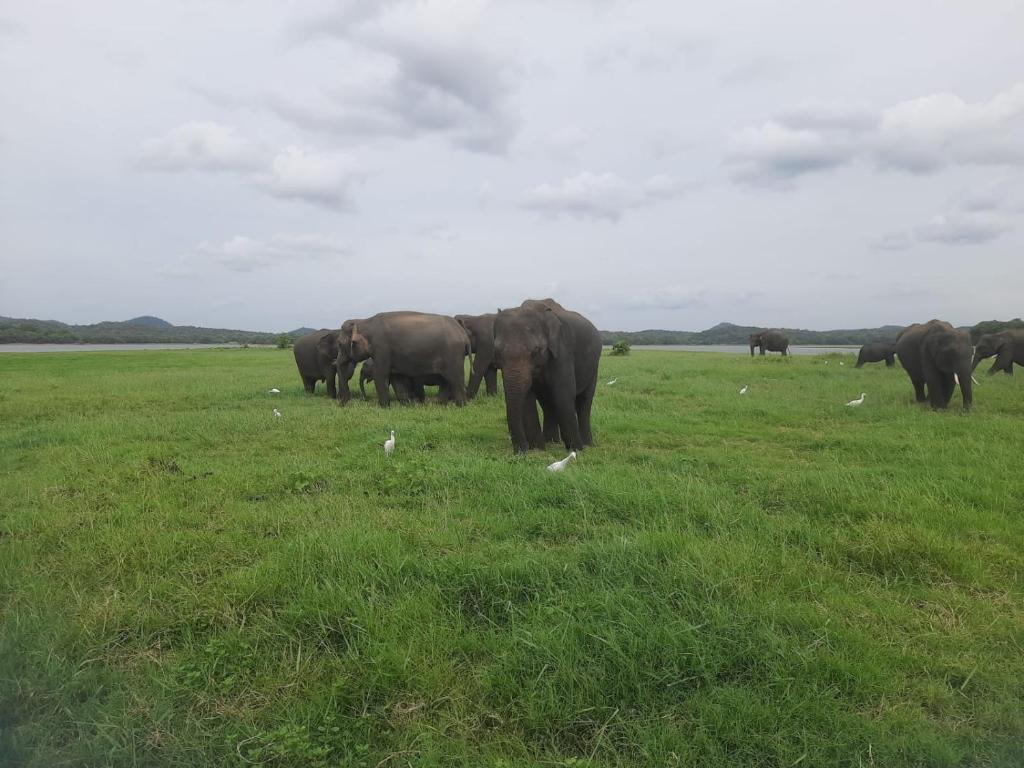 Amba Sewana Homestay - 19