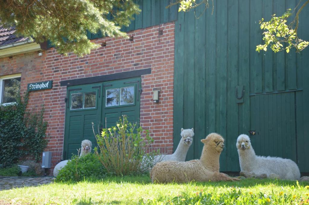 four sheep sitting in the grass in front of a building at Alpakatherapie und Ferienhof Charlottenthal in Charlottenthal