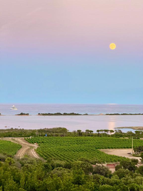 a view of a vineyard and the ocean at La Minditta in San Teodoro