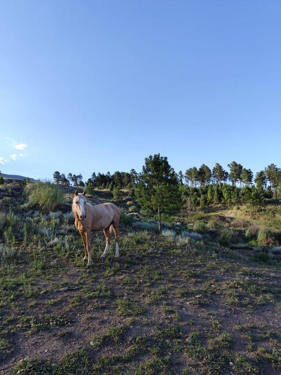 Brisas de la Cayana Cabaña Villa Alpina