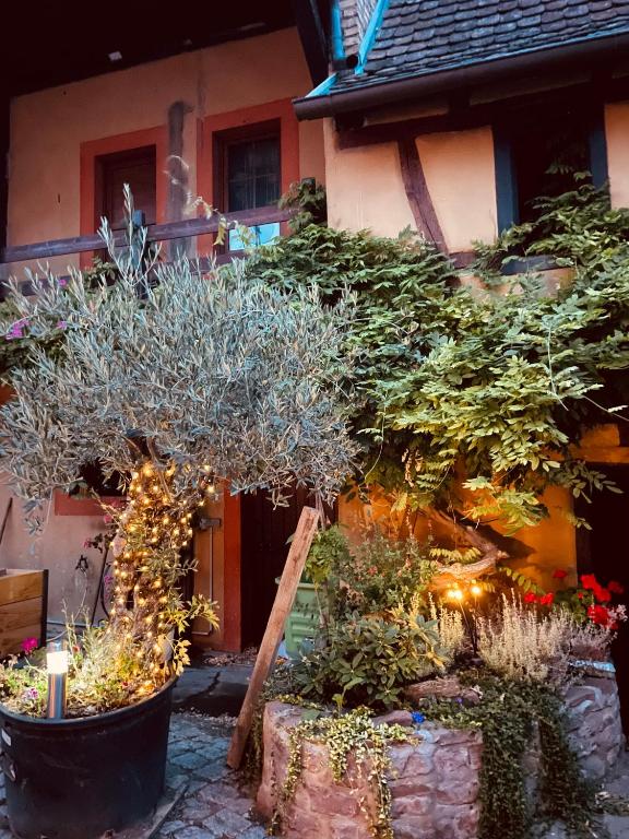 a garden with plants and lights in front of a house at Studio Alsace in Kirchheim