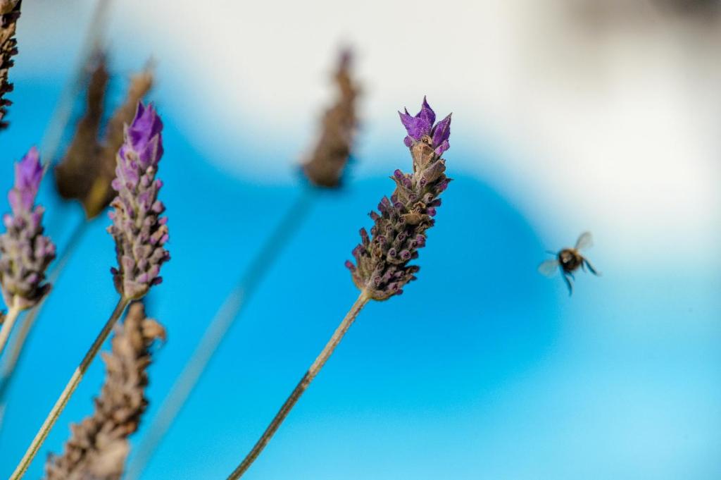 Paxos Club Resort & SPA - 7