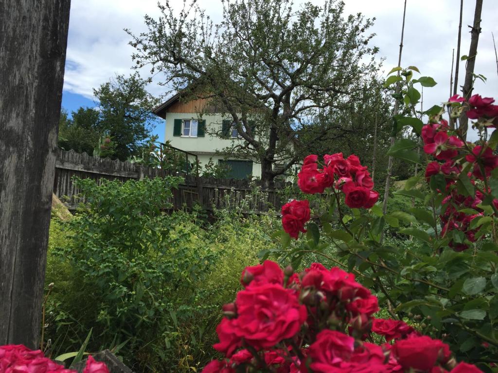 ロイトシャッハにあるRUHEOASE LEX - vorm DerDieDasWohnen - der Bauernhofの赤いバラの庭と家