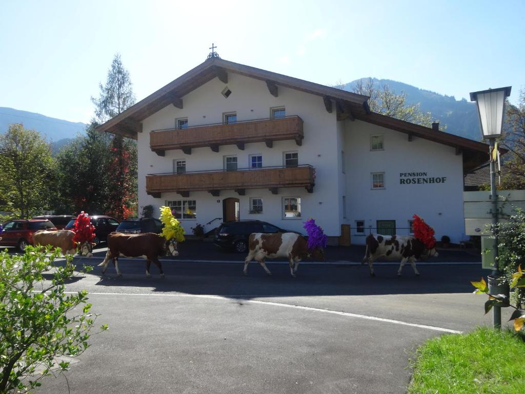 a group of cows walking in front of a building at Pension Rosenhof in Brixen im Thale
