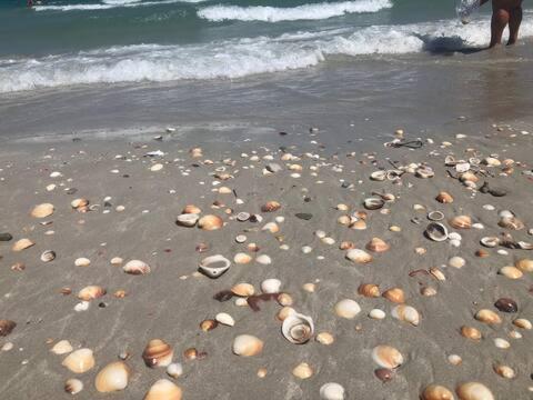 a beach with rocks and shells on the sand at Lovely 1-bedroom rental unit with sea view 2 in Mahdia