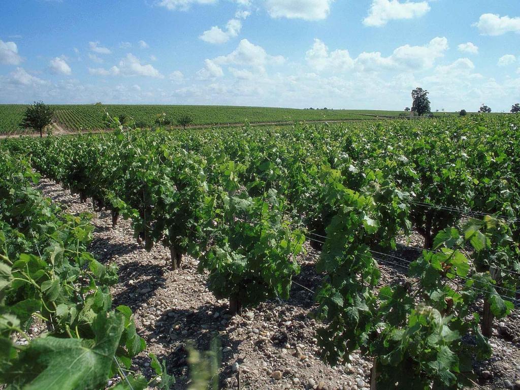 ibis Bordeaux Centre - Gare Saint-Jean - Resim 5