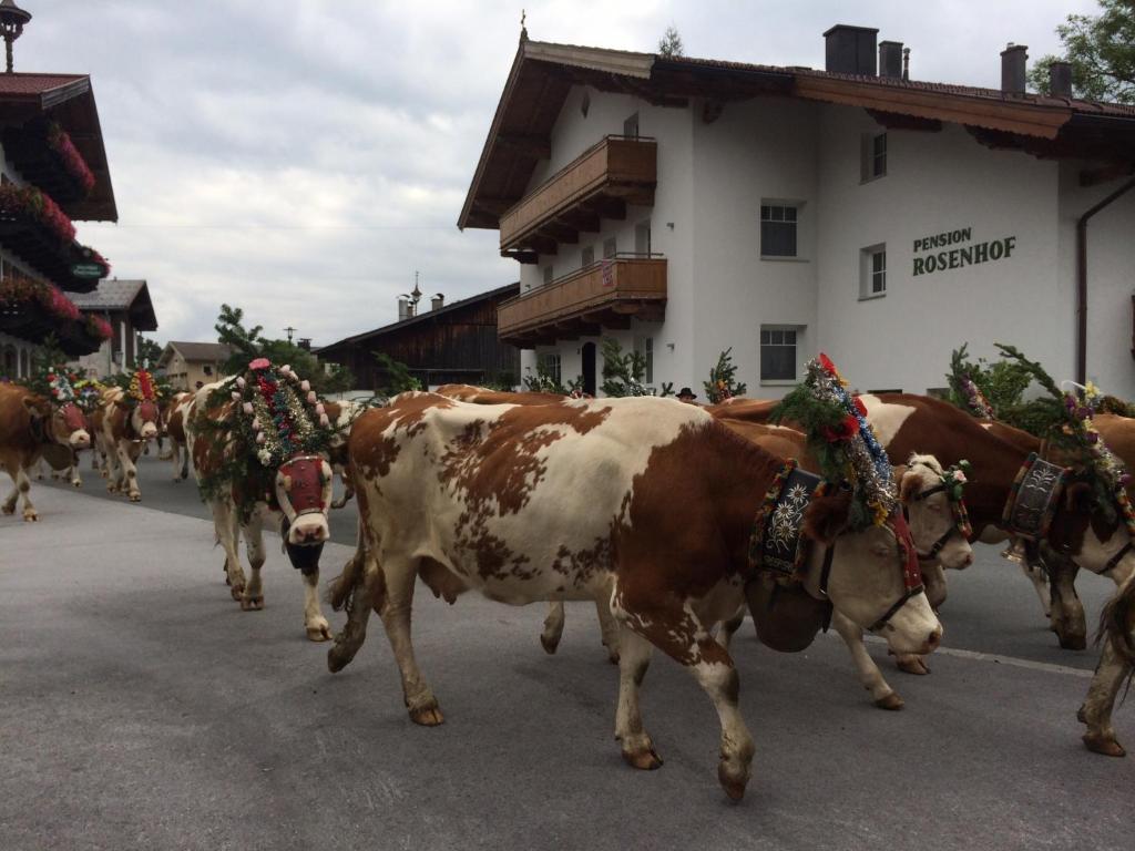 Gallery image of Pension Rosenhof in Brixen im Thale