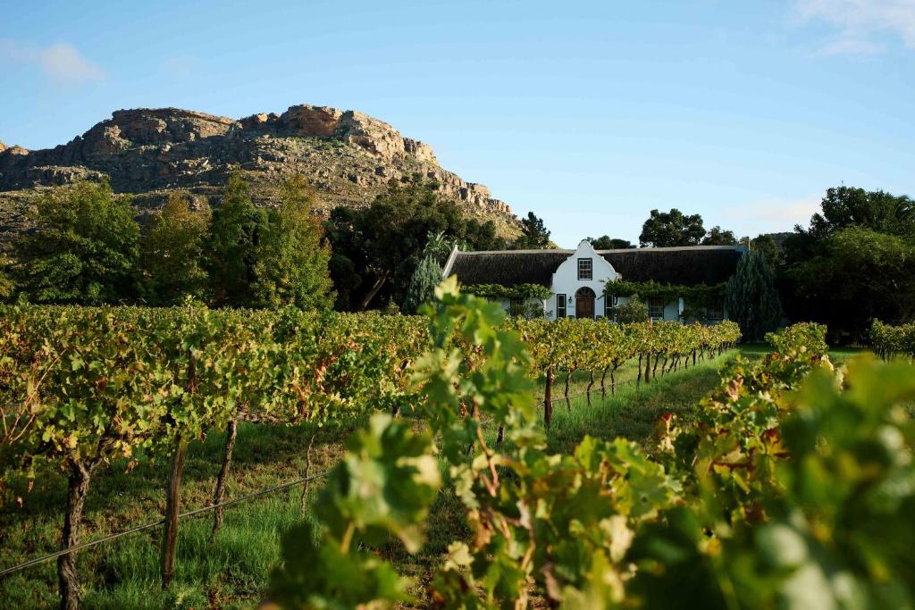 a vineyard with a white house in the background at Alpha Excelsior Guest Farm in Cederberg