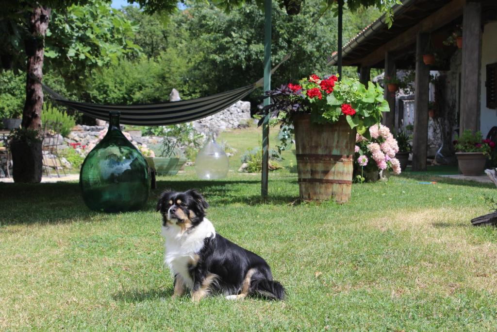 Domáce zviera alebo zvieratá hostí v ubytovaní Villa Mavrici, Neighbors free