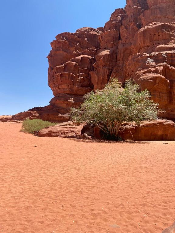 a bush in the middle of a desert with rocks at Sahara Camp Wadi Rum in Wadi Rum