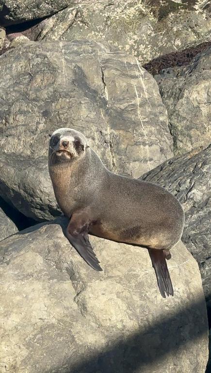 Austin Heights - Kaikoura - Resim 14