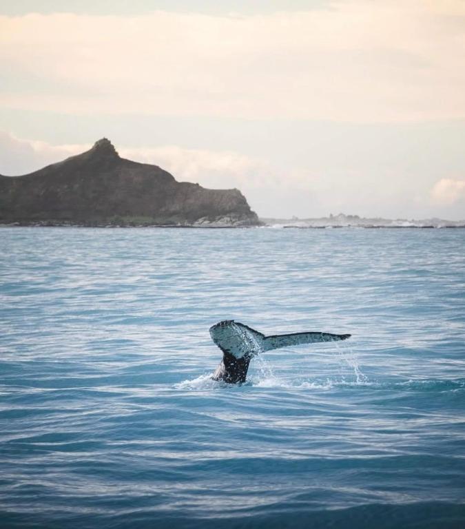 Austin Heights - Kaikoura - Resim 16