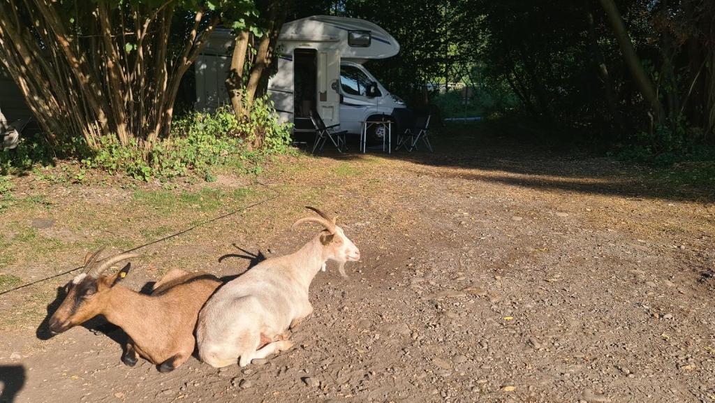 een geit die op de grond zit naast een aanhangwagen bij Camping - Bring dein Zelt oder Van und erlebe unseren Verein! in Feldkirchen bei Graz