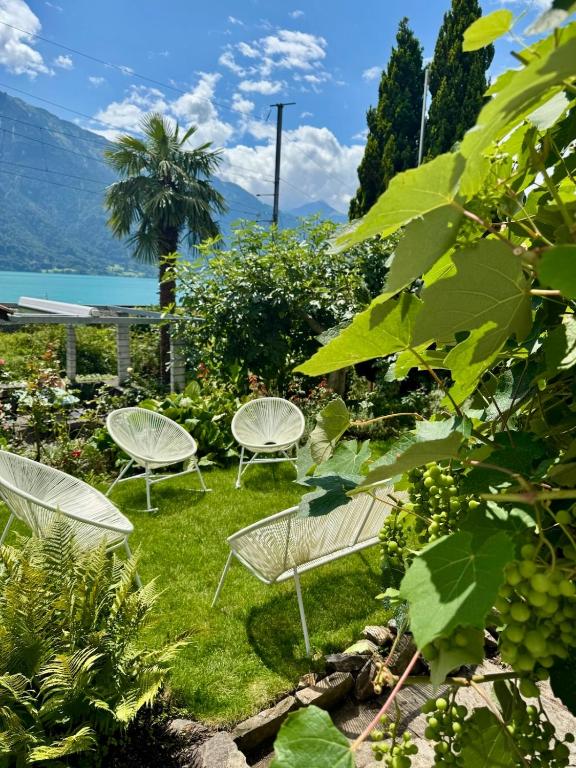 un gruppo di sedie bianche sedute nell'erba di Lakeview Swiss Chalet with Hot Tub near Interlaken a Niederried