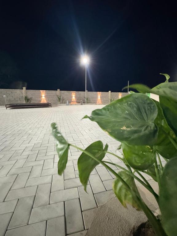 a plant in a courtyard at night with a light at Chalé da Serra in Araruna