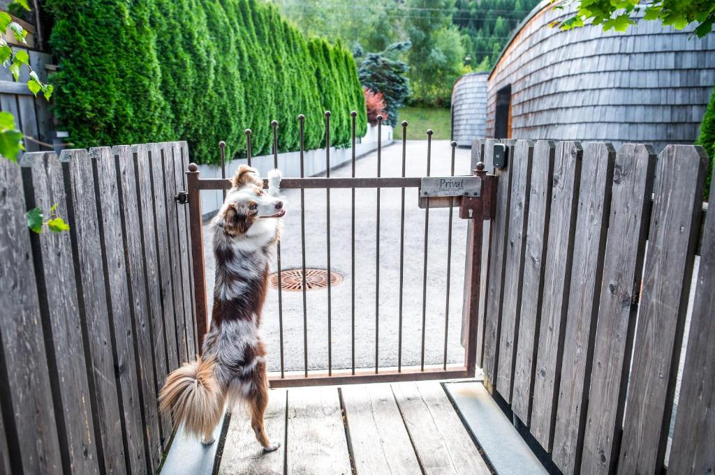 Apartments Dolomit-Royal - 16