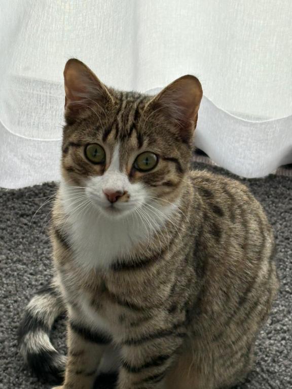 CareGreen BnB - Resim 12