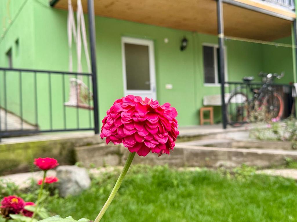 une fleur rose devant une serre dans l'établissement Buddy Apartment Borjomi, à Bordjomi