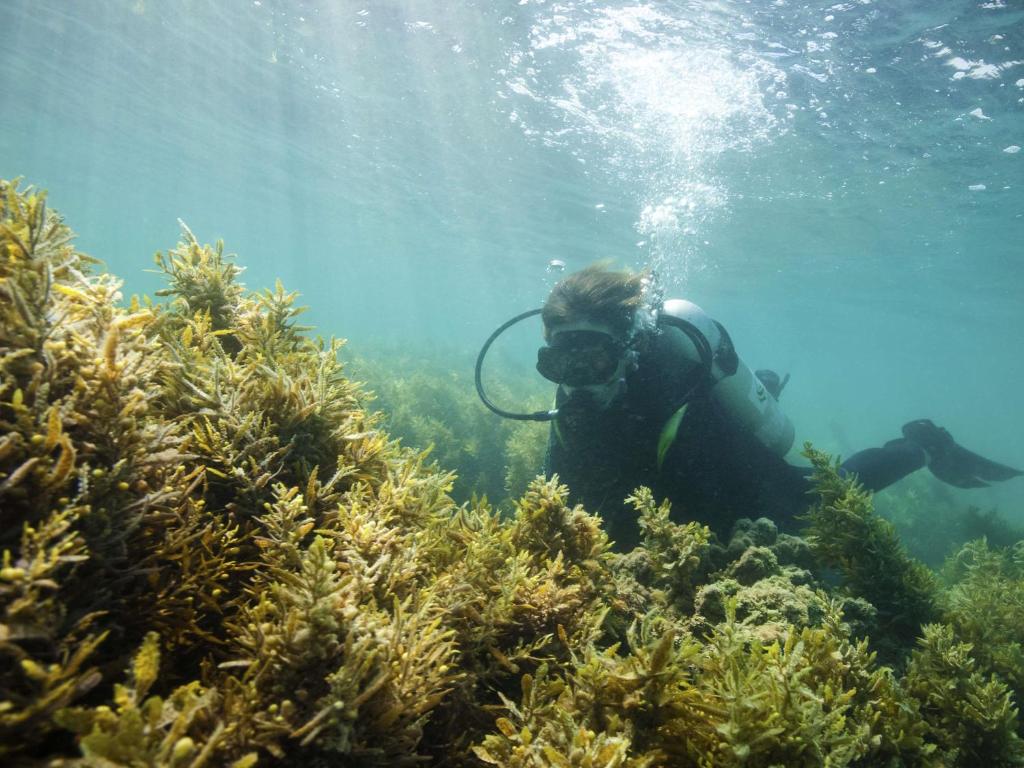 Adagio Abu Dhabi Al Bustan - Resim 21