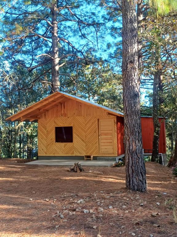 a small cabin in the woods with a tree at Cabaña en el Rancho in San Jose del Pacifico