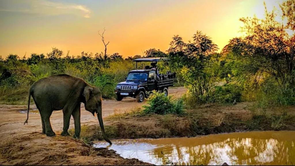 Un elefante parado en un camino de tierra al lado de un vehículo. en Gajaa Corido Safari Homestay, en Udawalawe