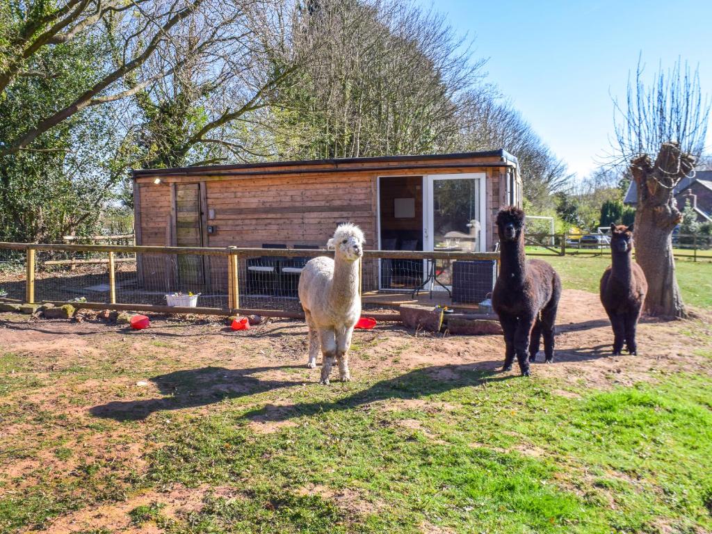 a group of llamas standing in front of a cabin at Alpaca Lodge in Acton