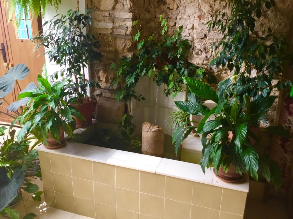 Apartamento en Casa Patio "Pan y Conejo" - 9