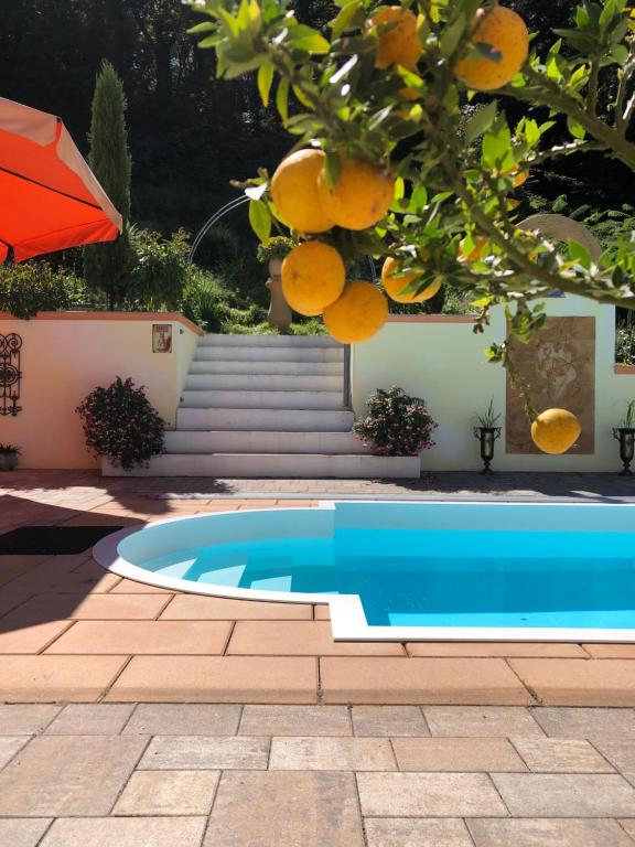 una piscina con un albero di arance e un ombrellone di Ferienhaus mit Pool im Seußlitzer Grund a Diesbar-Seusslitz