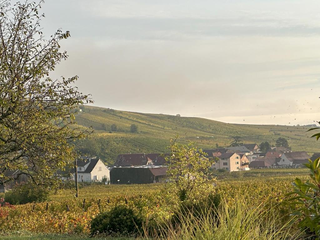 "Vignoble & jardin - Parking privé" à Riquewihr – photo 13