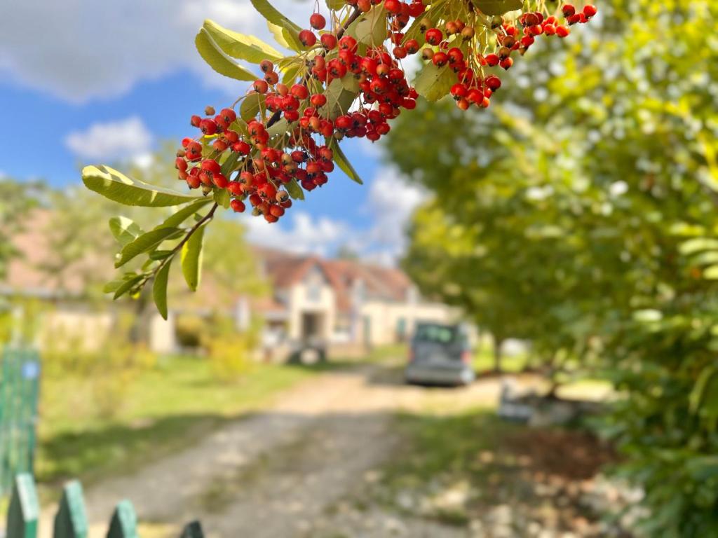 Un mucchio di bacche rosse appese ad un albero di Voilà Le Logat - Chambres & Gîtes a Sainte-Gemme