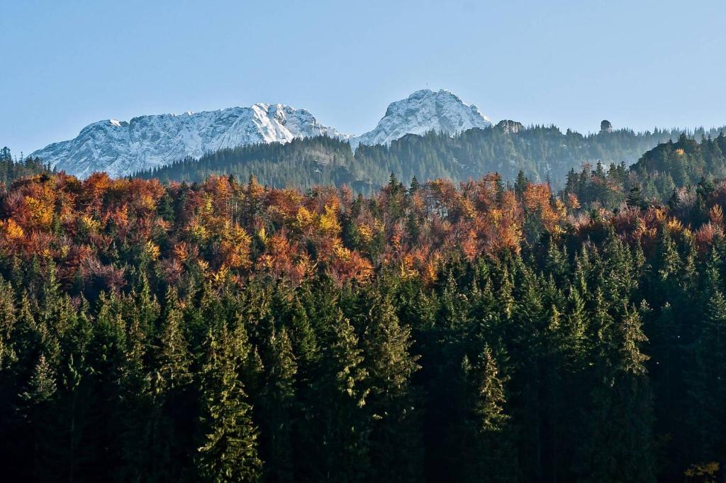 una vista aerea su una foresta con alberi e montagne di Willa Na Potoku a Zakopane