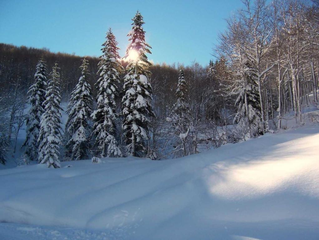 a group of snow covered trees with the sun behind them at Mira Moleta bienvenidos a Canfranc in Canfranc-Estación