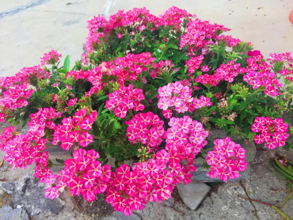 a bunch of pink flowers in a flower pot at Villa Cenzina in Marina di Pisticci