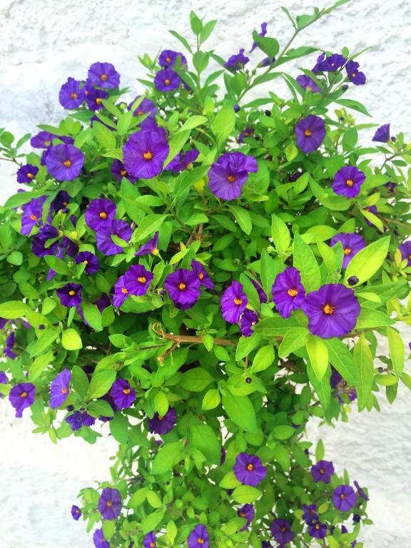 a bunch of purple flowers in a pot at Villa Cenzina in Marina di Pisticci
