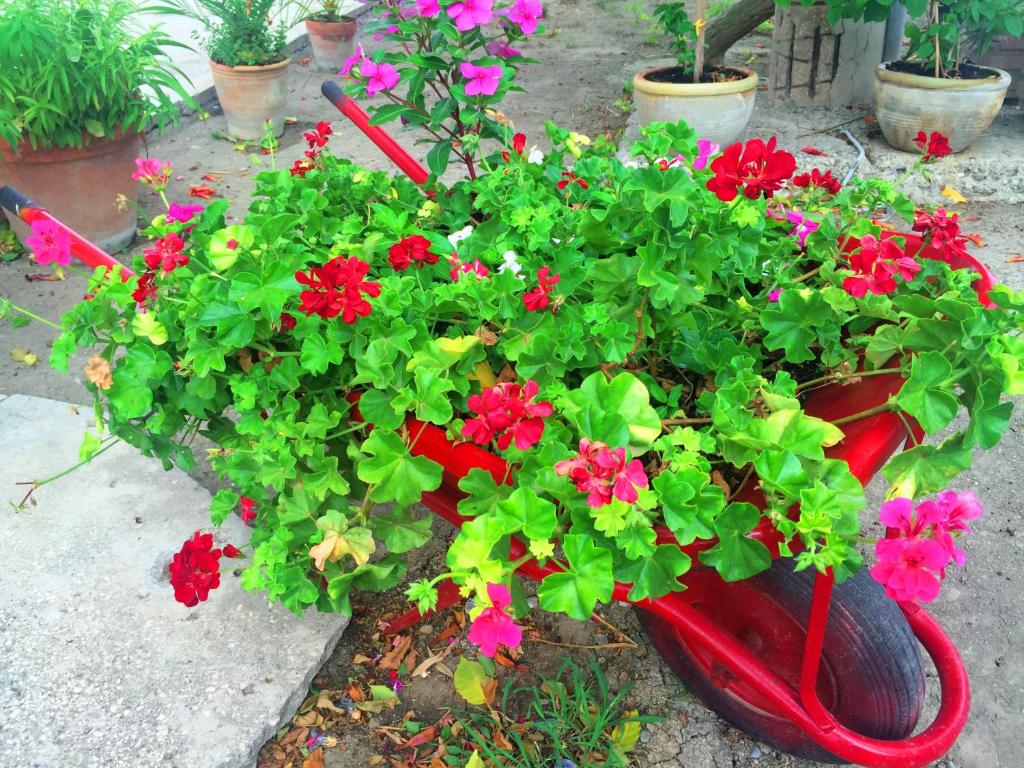 a red flower pot with red flowers in it at Villa Cenzina in Marina di Pisticci